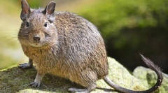 Duga (zdjęcia): dekoracyjna wiewiórka z chili