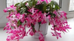 Decembrysta (skluźnik)