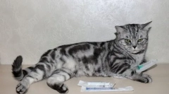 Dexamethasone dla kotów: cechy leku i świadectwo do użytku