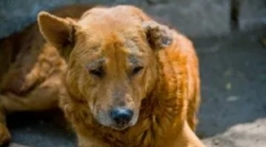 Demodekoza w szczeniętach i dorosłych psach