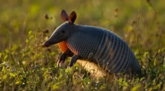 Dziesięć najdłuższych zwierząt na ziemi