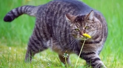 Dieta kotów w otyłości