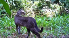 Dziki złoty kot i jej cechy