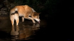Dingo - wild dog australia