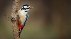 Średnio europejczył