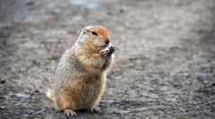 Długi martwy suslik