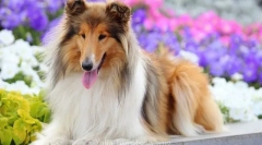 Długowłosa collie