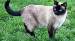 Za jakie koty wąsy?