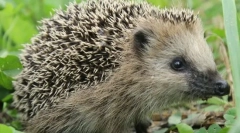 Dla którego niektóre igły zwierzęcy?