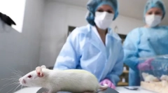 Co jest potrzebne przez kastrację i sterylizację szczurów, kosztów, jak działa