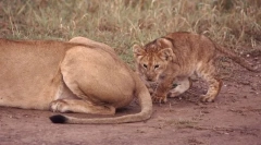 Za jakie zwierzęta ogony?
