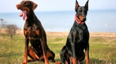 Doberman pinscher (zdjęcie): wszystko o cech bezinteresownie dedykowanego właściciela rasy