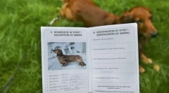 Dokumenty na szczeniaka