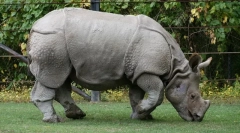 Domowe robaki (mini i standard)