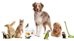 Domowe zwierzęta, które mają, jeśli psa i kot już mają