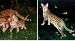 Domowe koty pochodzące z dzikiego faceta