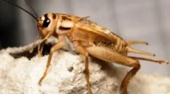 Poduszki domowe: co wygląda życie i wygląd