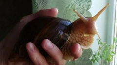 Ślimaki: opieka i treść niezwykłego zwierzaka