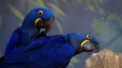 Domowe papugi, 10 najlepszych papugi domowych ras