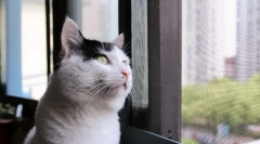 Homemade shorthair cat