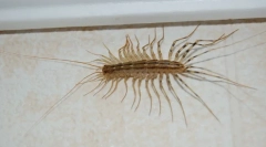 Strona główna mukholovka: znajomość z sąsiadami