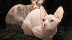 Don sphinx (zdjęcia): miły i zabawny kot bez ubrań