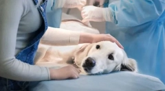 Zalety i wady sterylizacji