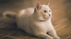 Szkolenia cat: przygotuj dom artysta