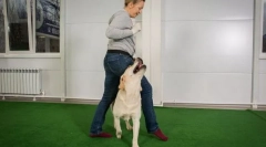 Opatrunek na posłuszeństwie