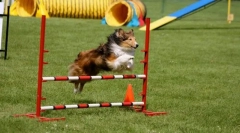 Szkolenie do pokonania przeszkód