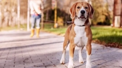 Szkolenie psów w domu: tajemnice sukcesu