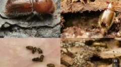 Drewno w drewnianym domu i jak się ich pozbyć