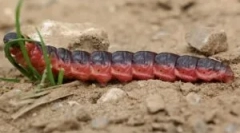 Odorless i krzywdę, zapalny