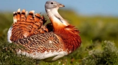 Krople. Rodzina ptaków