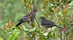 Drozd (zdjęcie drobiowe): piosenkarz z bogatym repertuarem