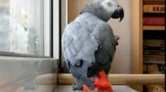 Pernate and pop star duet: wideo, gdzie parrot sings song ani lorak