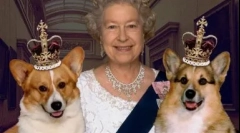 Podwójne pseudonimy dla psów, rosyjskiego i obcego