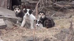 Poragian - nie zdanie!