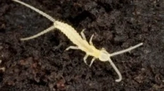 Dwa 2. Opis i styl życia