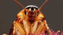 Kominy z karaluchów