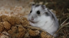 Dzhungarian hamster: opis, cena, treść, karmienie
