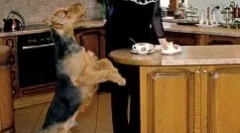 Elena malysheva i jej pies - dedykowany pies charles