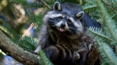 Raccoon polsky