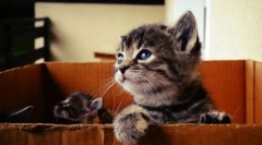 Jeśli znalazłeś kotek na ulicy