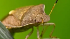 Naturalni wrogowie klopov