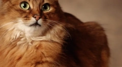 Eukanuba: bydło dla najwyższej jakości kotów