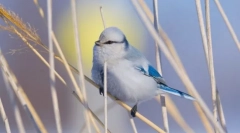 Europejska biała lazorovka