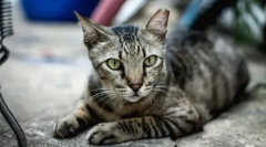 Europejski kot shorthair