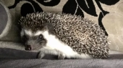 Hezhi: opis, w którym życie, siedlisko, styl życia