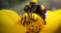 Fakty dotyczące pszczół